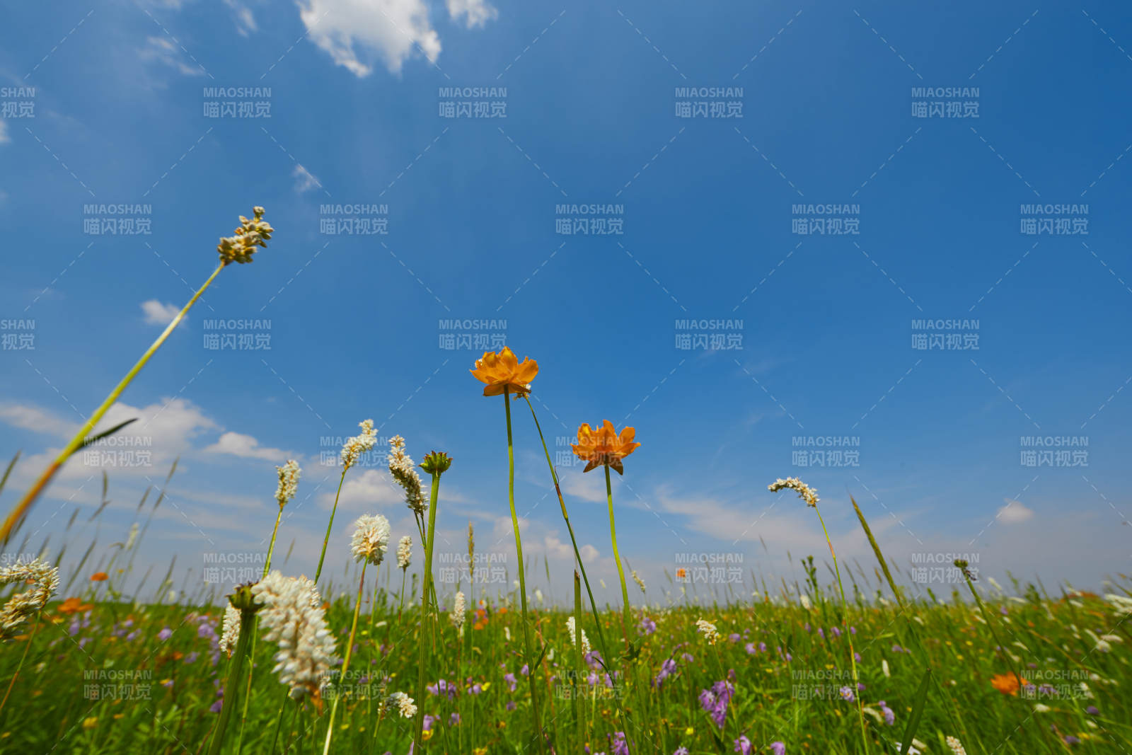 中国河北省张家口沽源县天鹅湖景区湿地花海图片