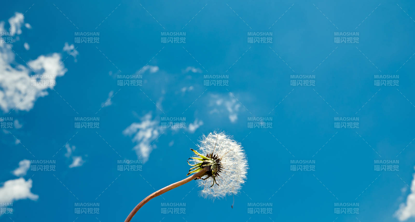 中国河北省张家口沽源县天鹅湖景区湿地花海图片