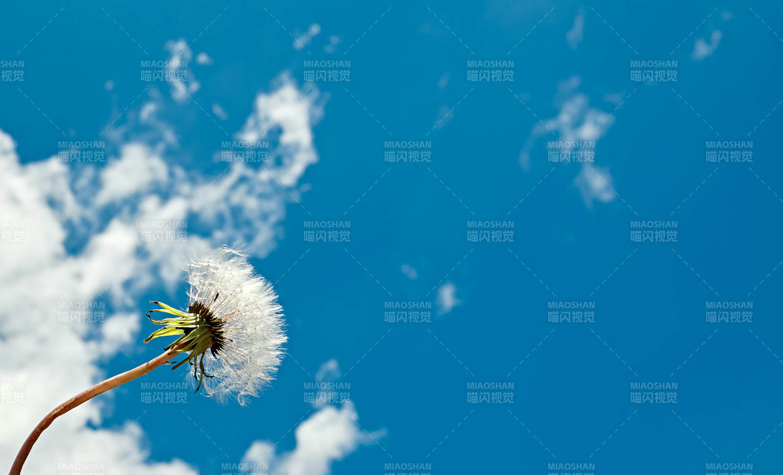 中国河北省张家口沽源县天鹅湖景区湿地花海图片