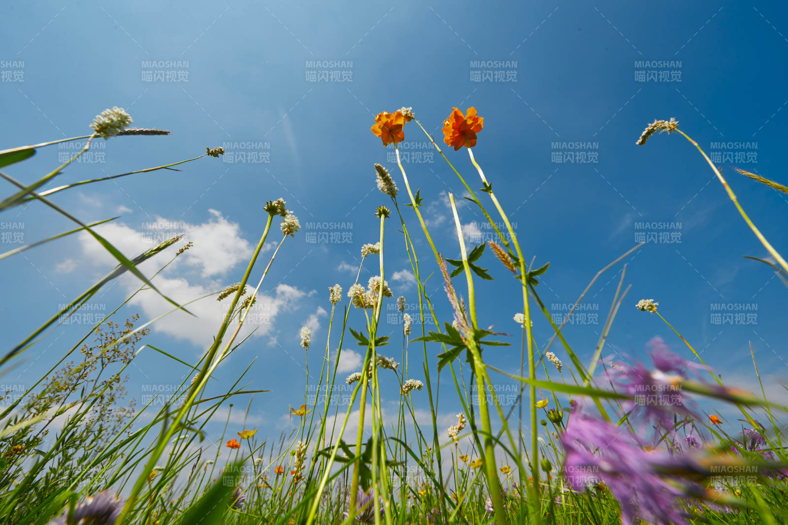 中国河北省张家口沽源县天鹅湖景区湿地花海图片