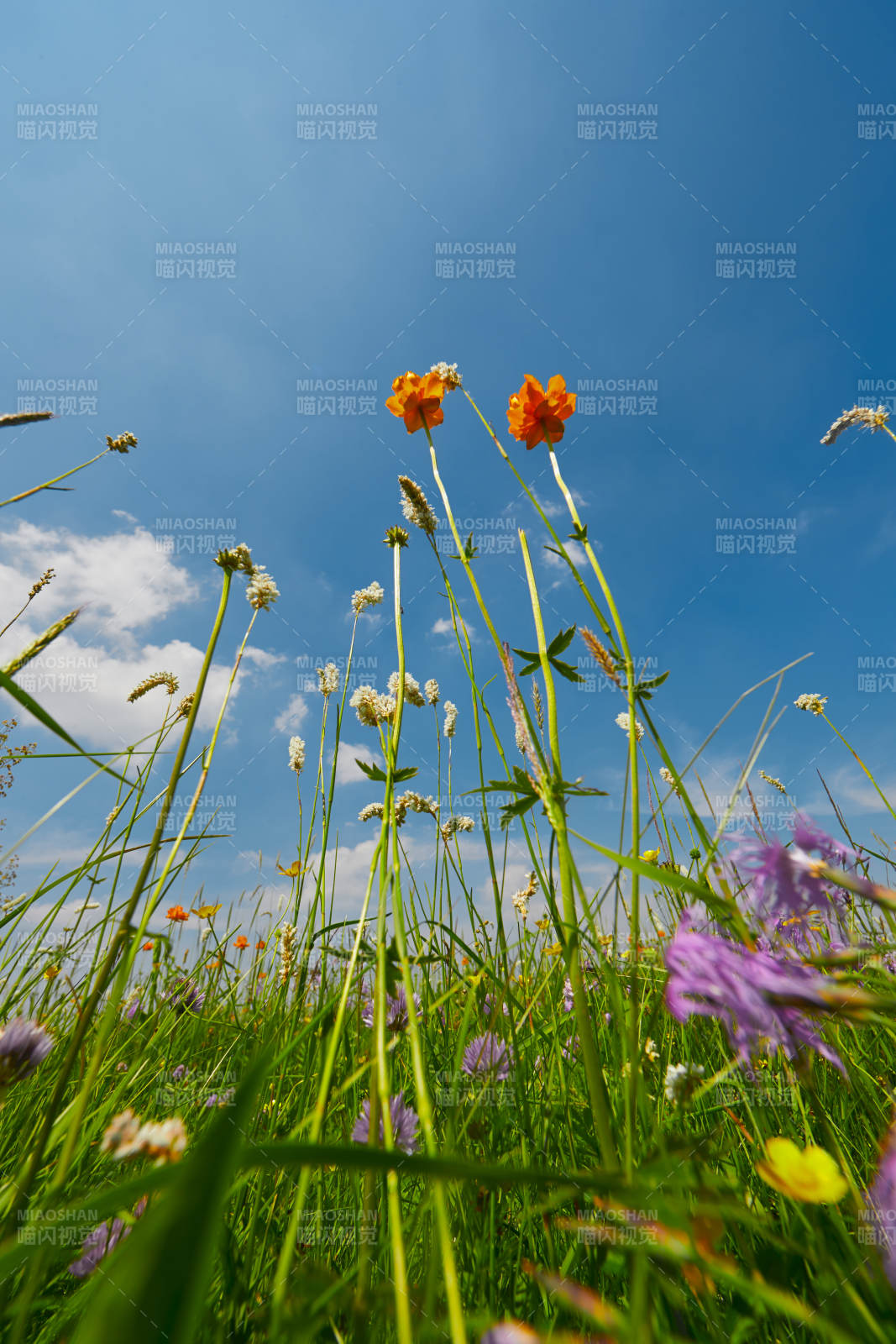 中國河北省張家口沽源縣天鵝湖景區濕地花海