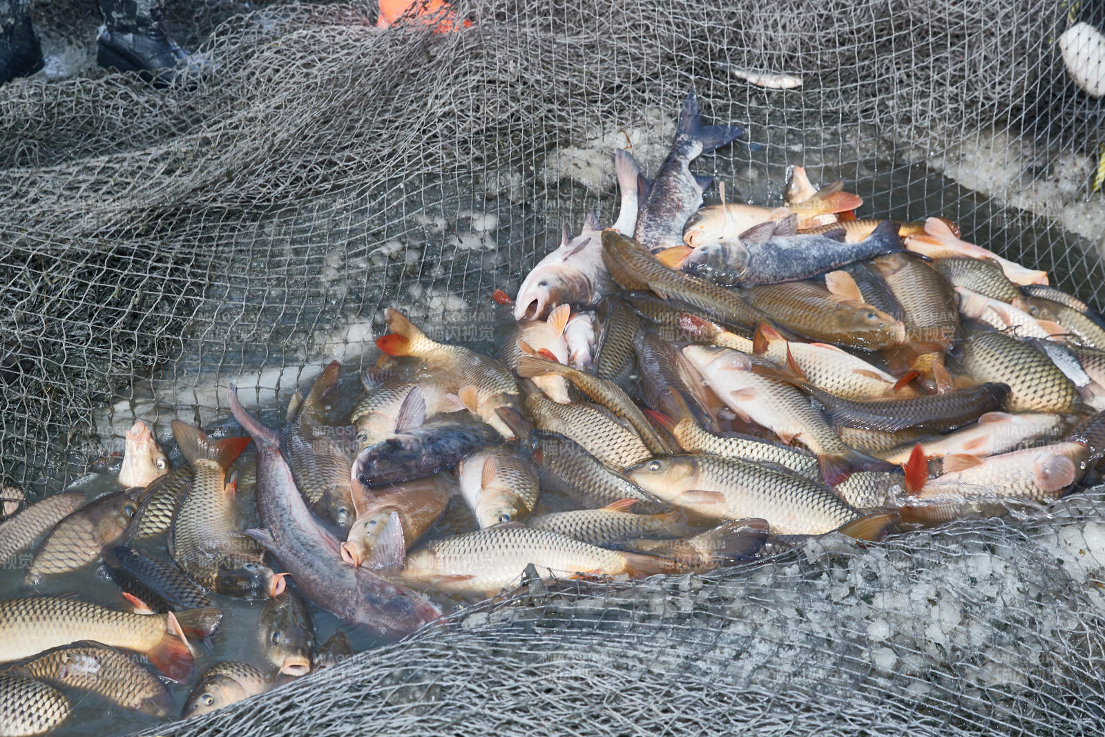 中國河北張家口沽源縣庫倫淖冬捕活動現場