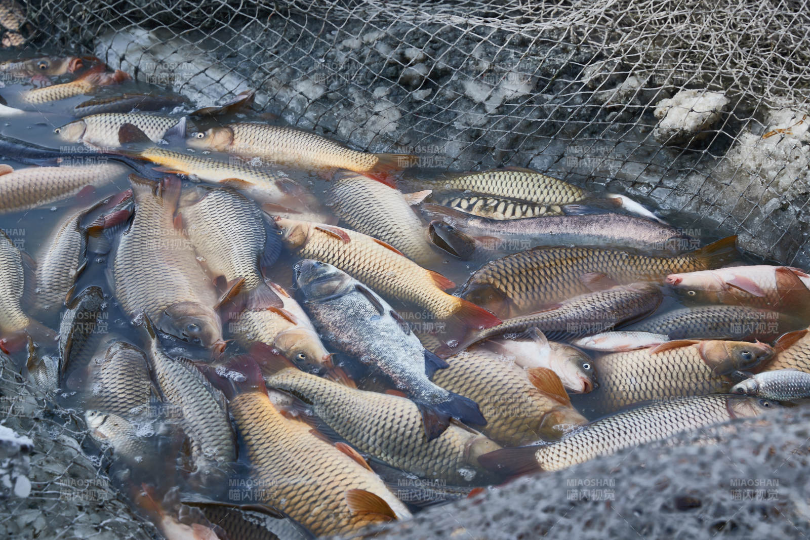 中国河北张家口沽源县库伦淖冬捕活动现场