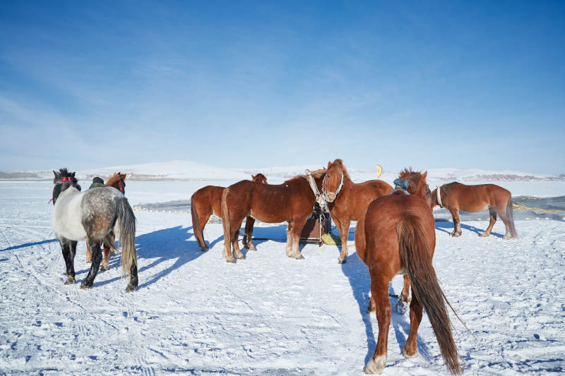 冬季冻结的湖面上的马匹