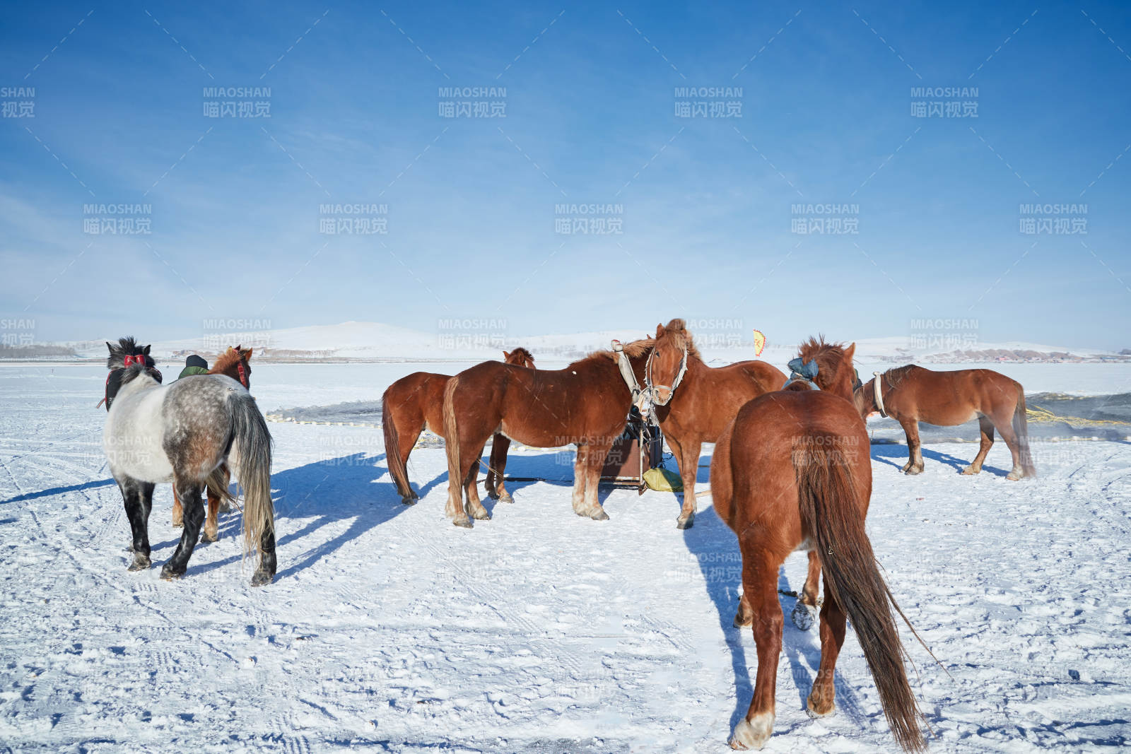 冬季冻结的湖面上的马匹