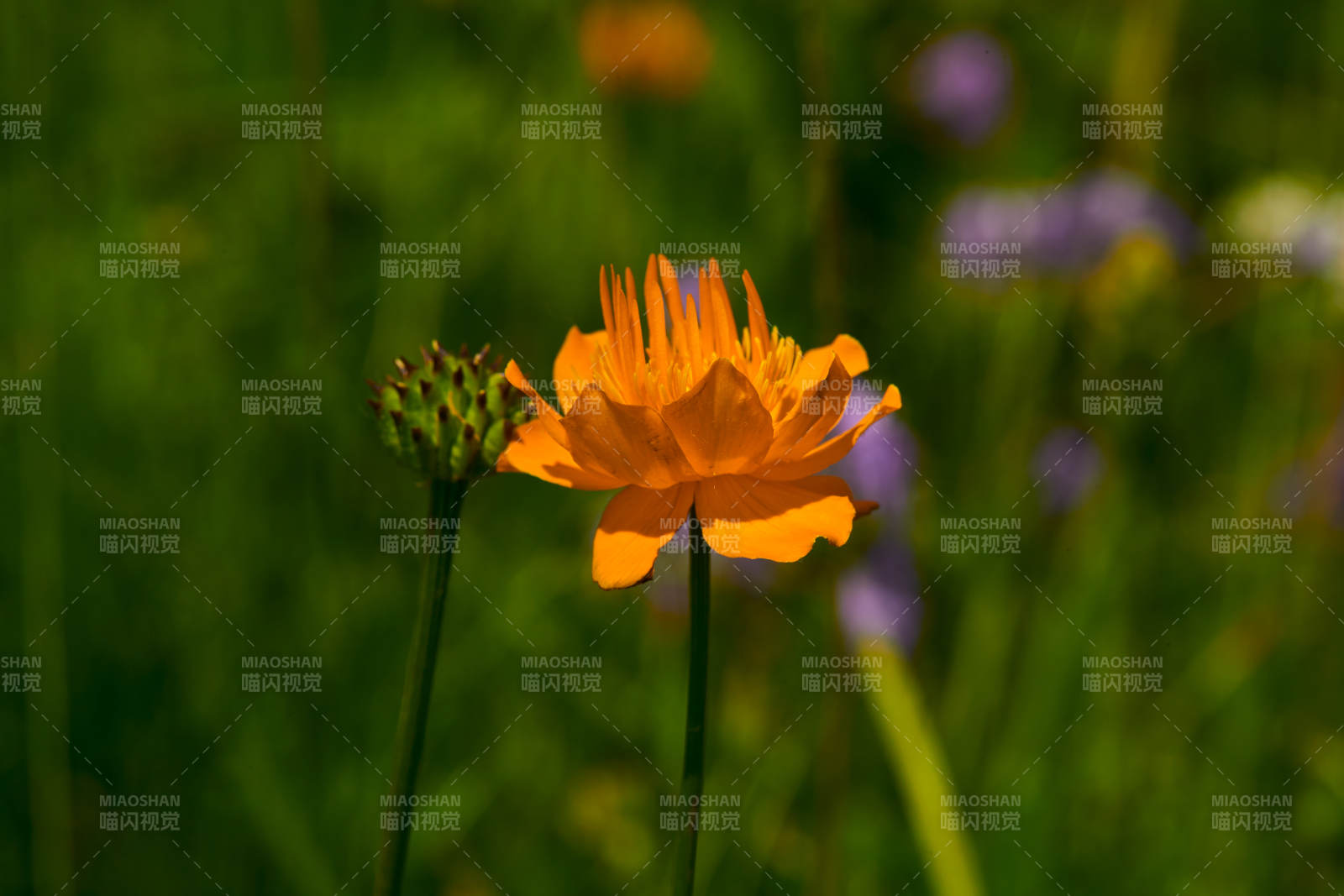 中国河北省张家口沽源县天鹅湖景区湿地金莲花
