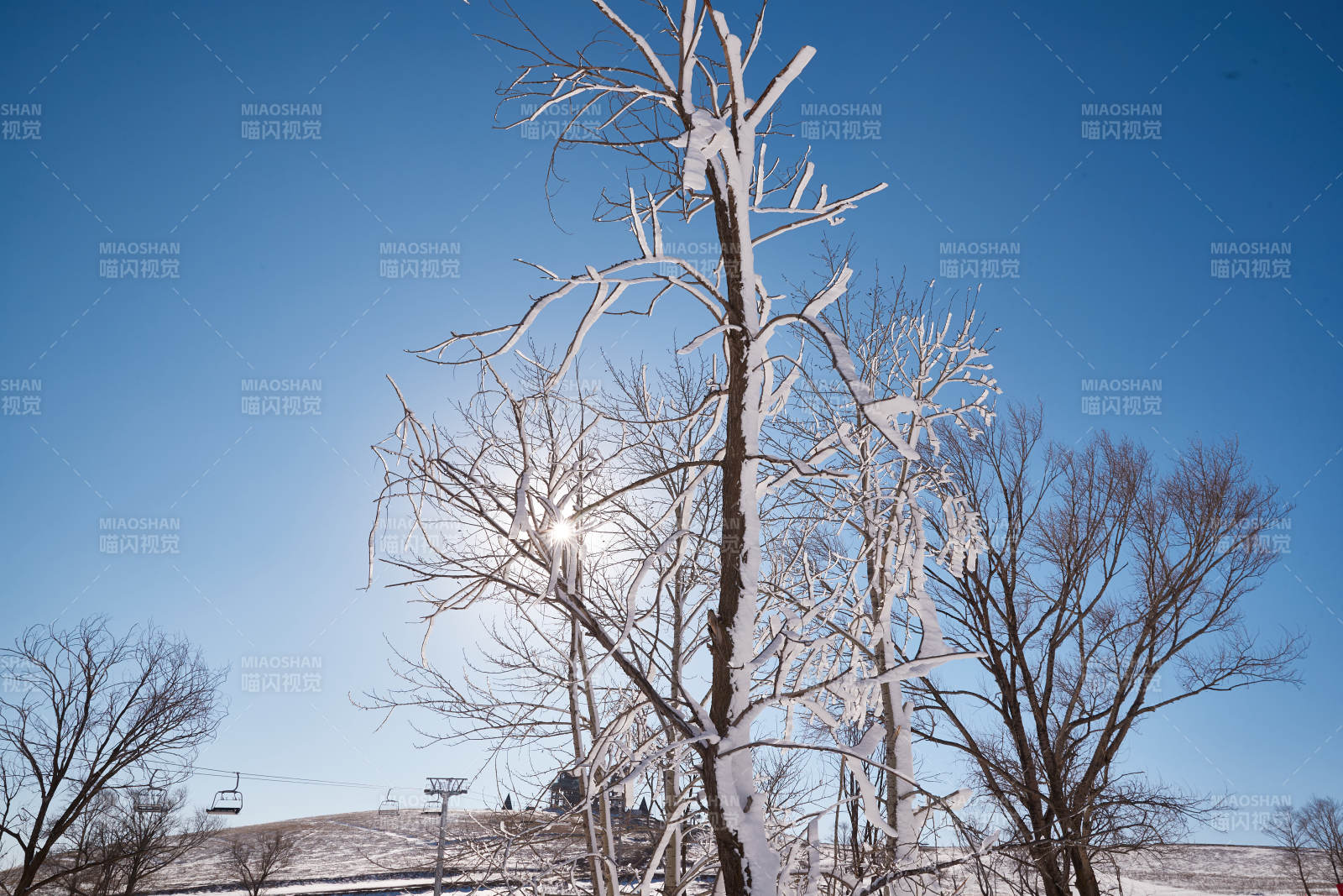 冬季森林自然风景