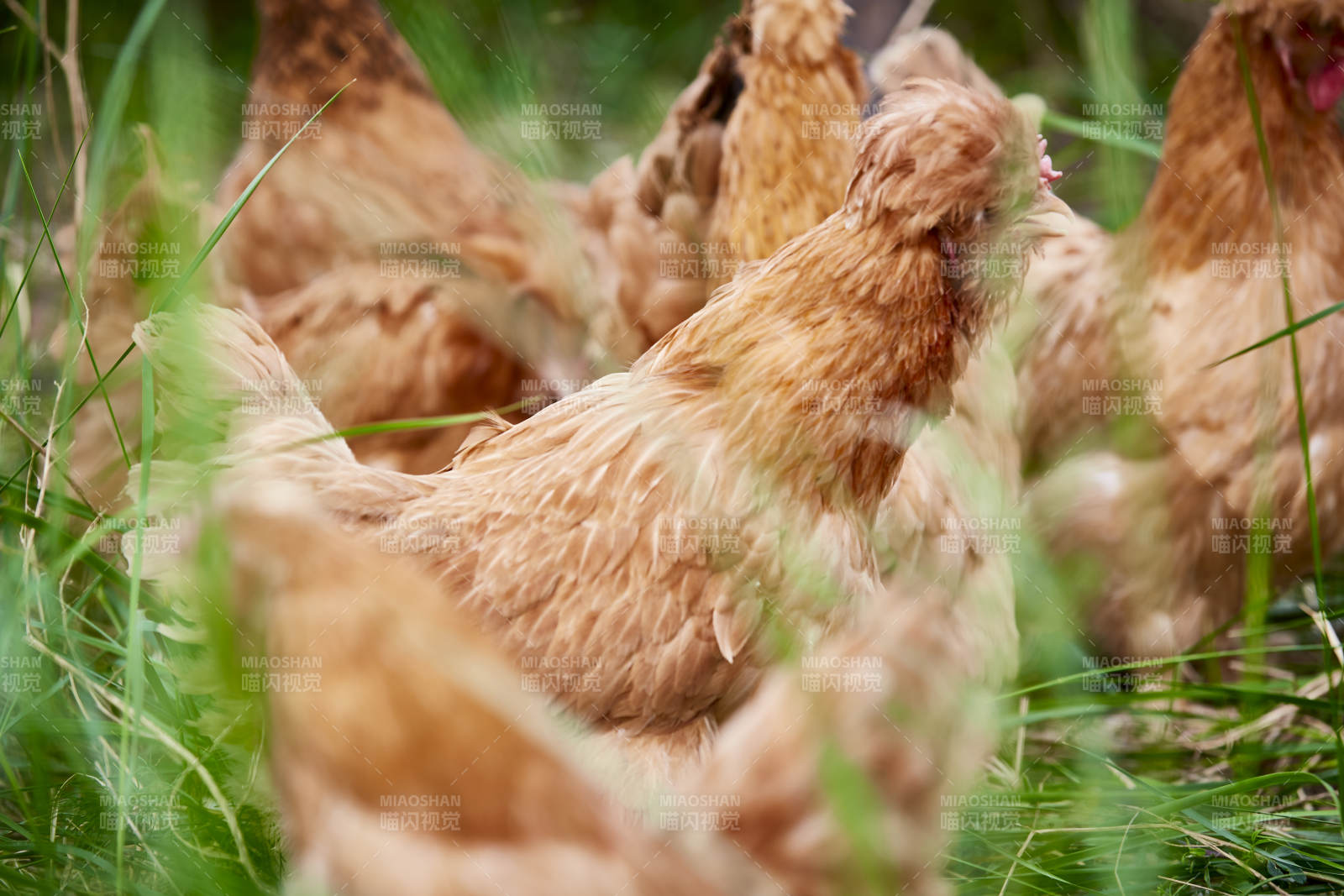 散養(yǎng)狀態(tài)下散步在草地上的健康北京油雞