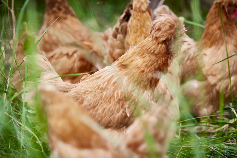 散养状态下散步在草地上的健康北京油鸡