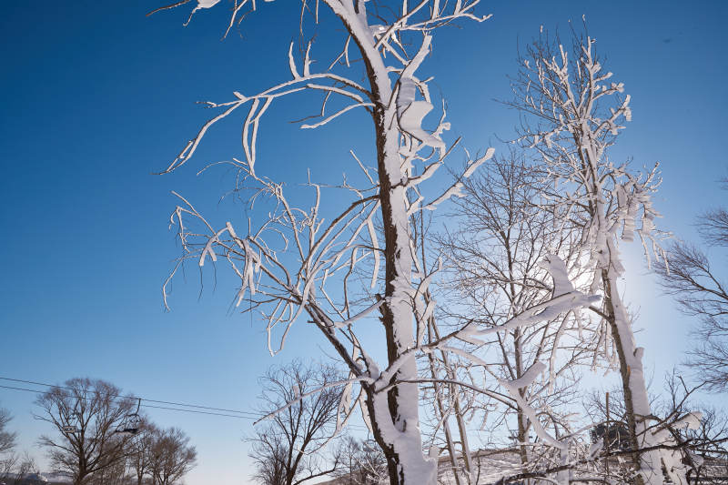 冬季森林自然风景