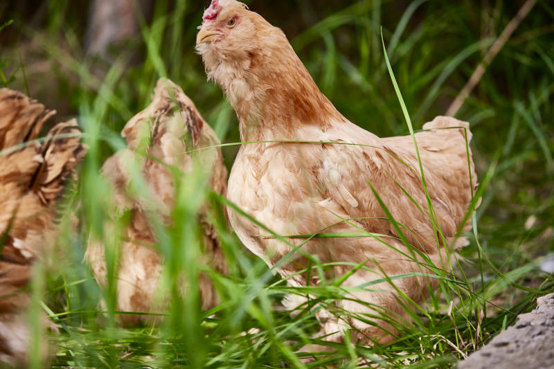散养状态下散步在草地上的健康北京油鸡