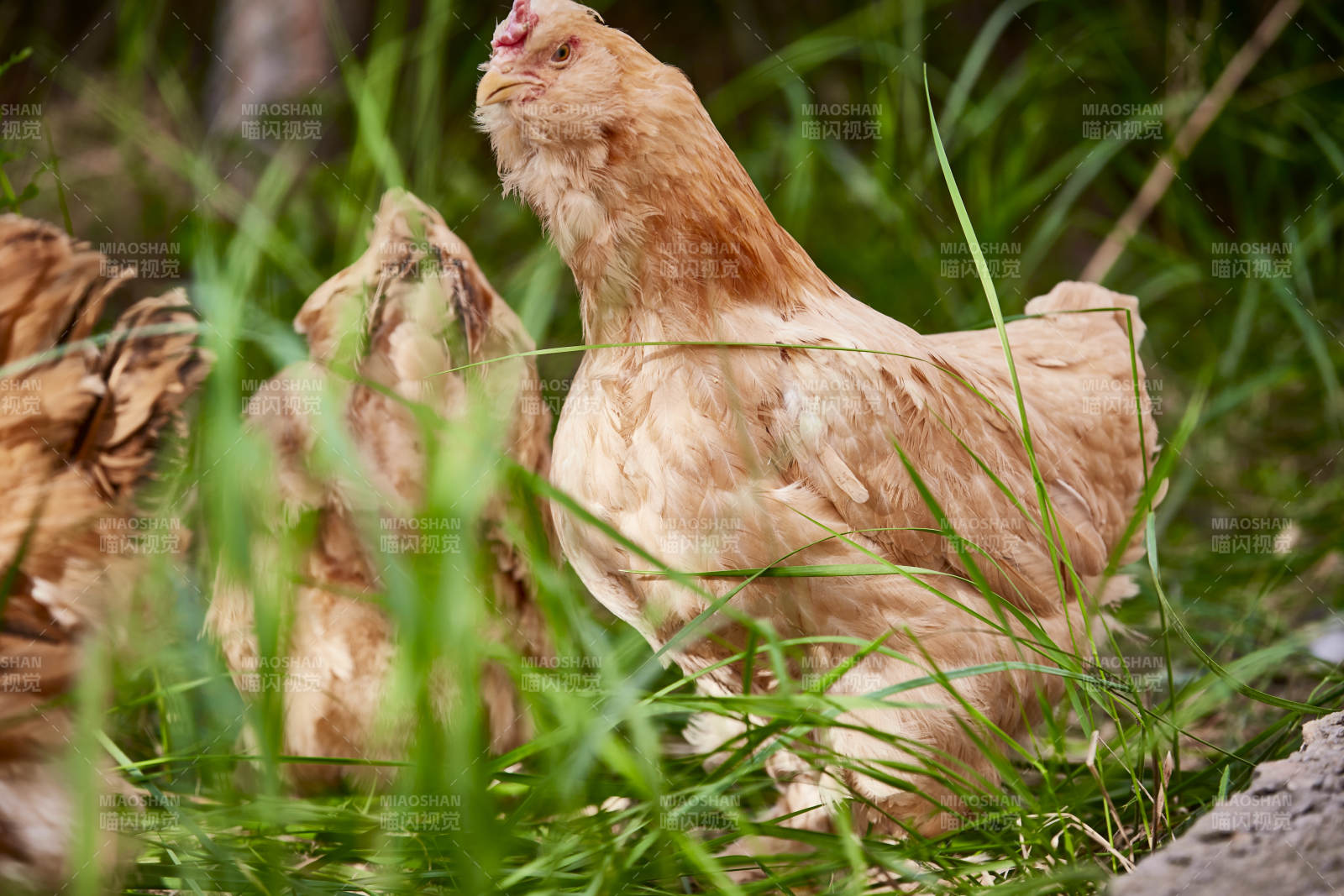 散養狀態下散步在草地上的健康北京油雞