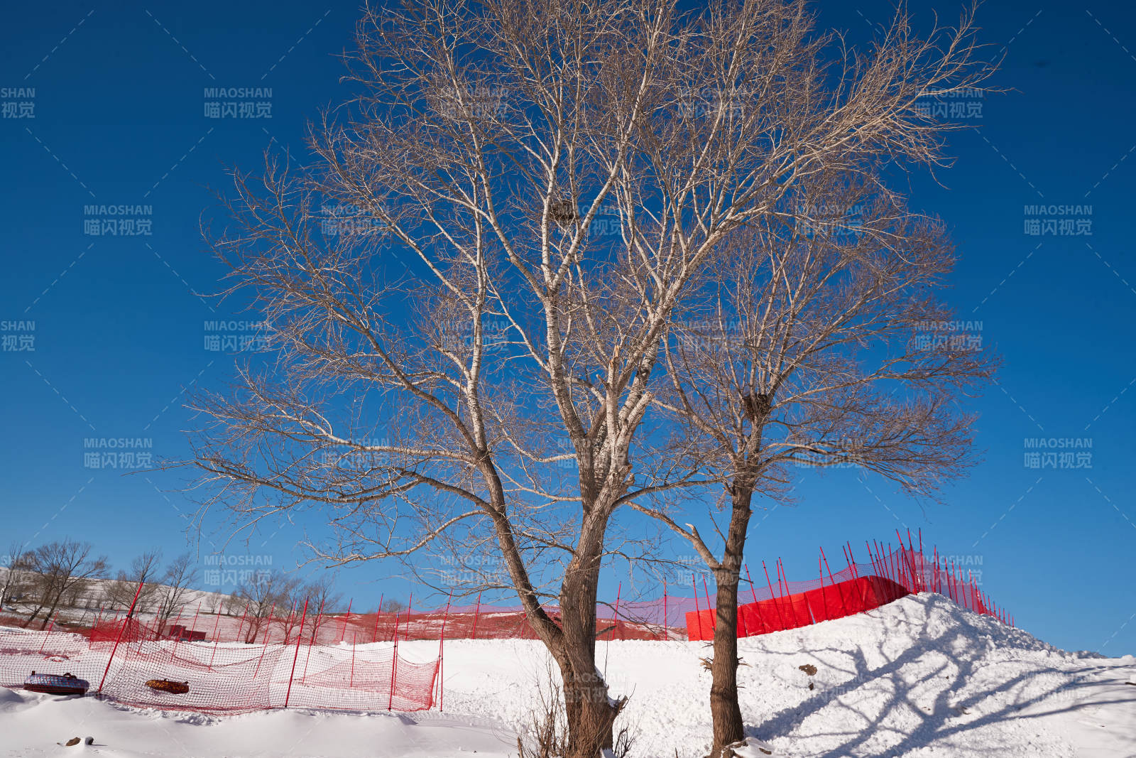 冬季森林自然风景