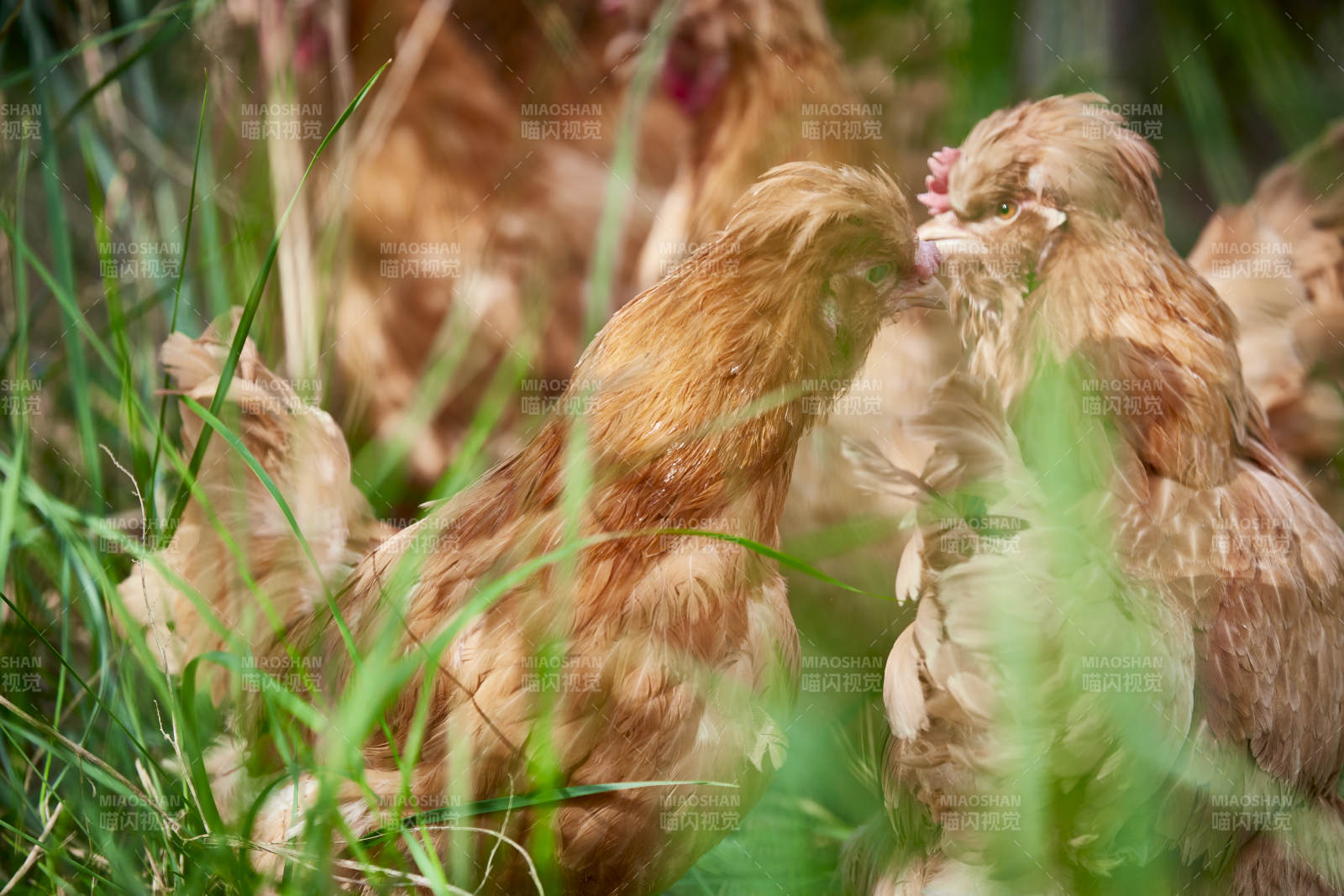 散養狀態下散步在草地上的健康北京油雞