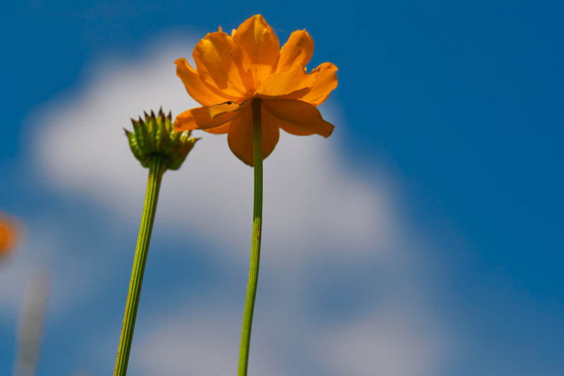 中国河北省张家口沽源县天鹅湖景区湿地金莲花