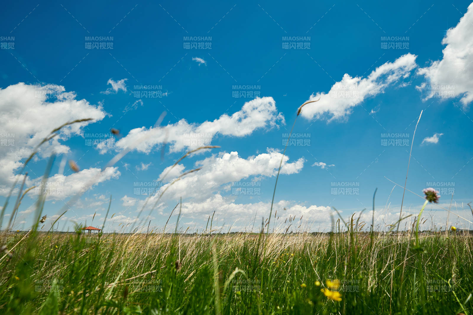 中国河北省张家口沽源县天鹅湖景区湿地花海图片