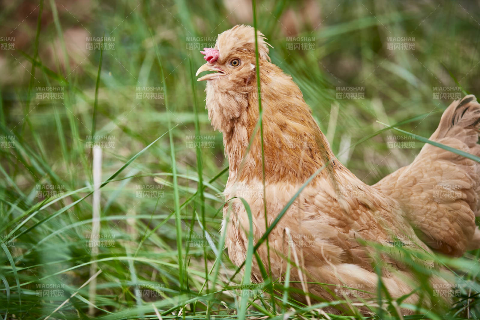 散養(yǎng)狀態(tài)下散步在草地上的健康北京油雞