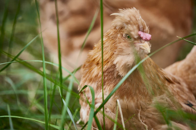 散养状态下散步在草地上的健康北京油鸡