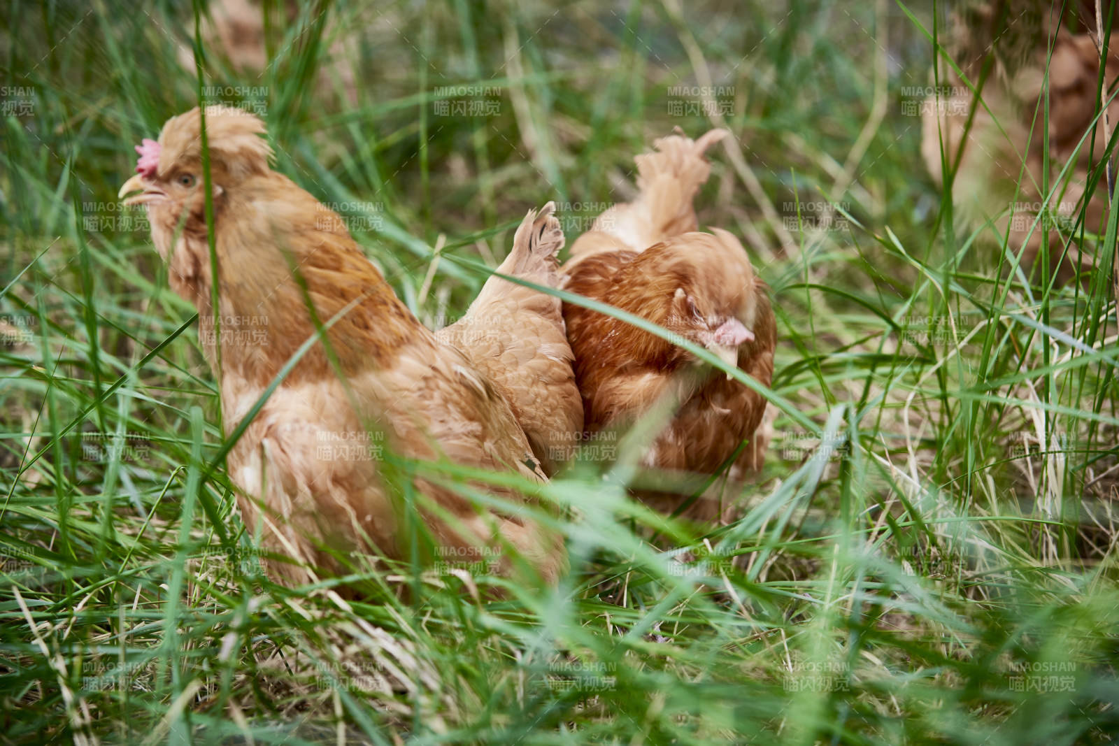 散養狀態下散步在草地上的健康北京油雞
