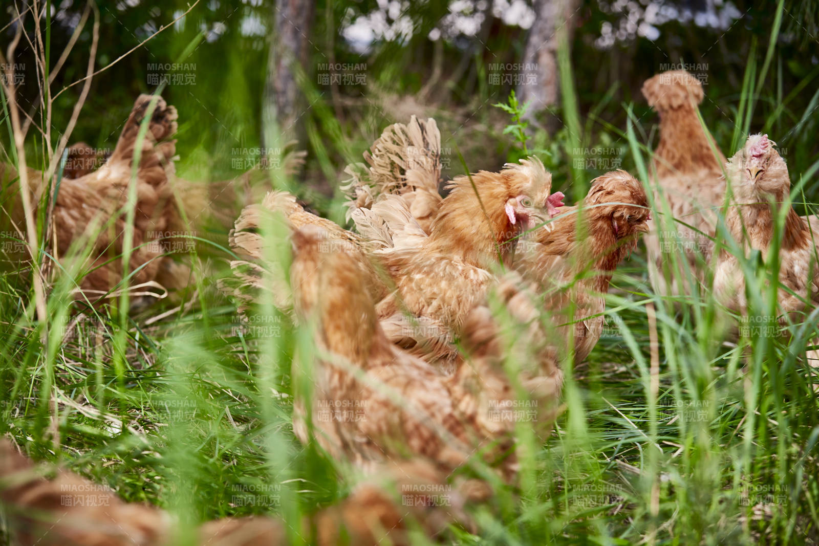 散养状态下散步在草地上的健康北京油鸡