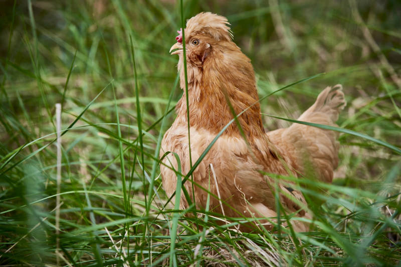 散养状态下散步在草地上的健康北京油鸡