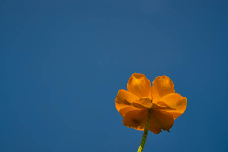 中国河北省张家口沽源县天鹅湖景区湿地金莲花