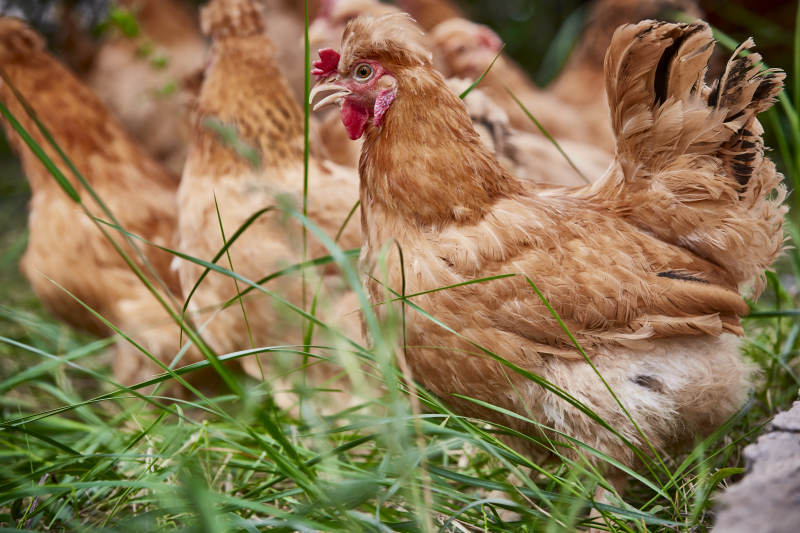 散养状态下散步在草地上的健康北京油鸡