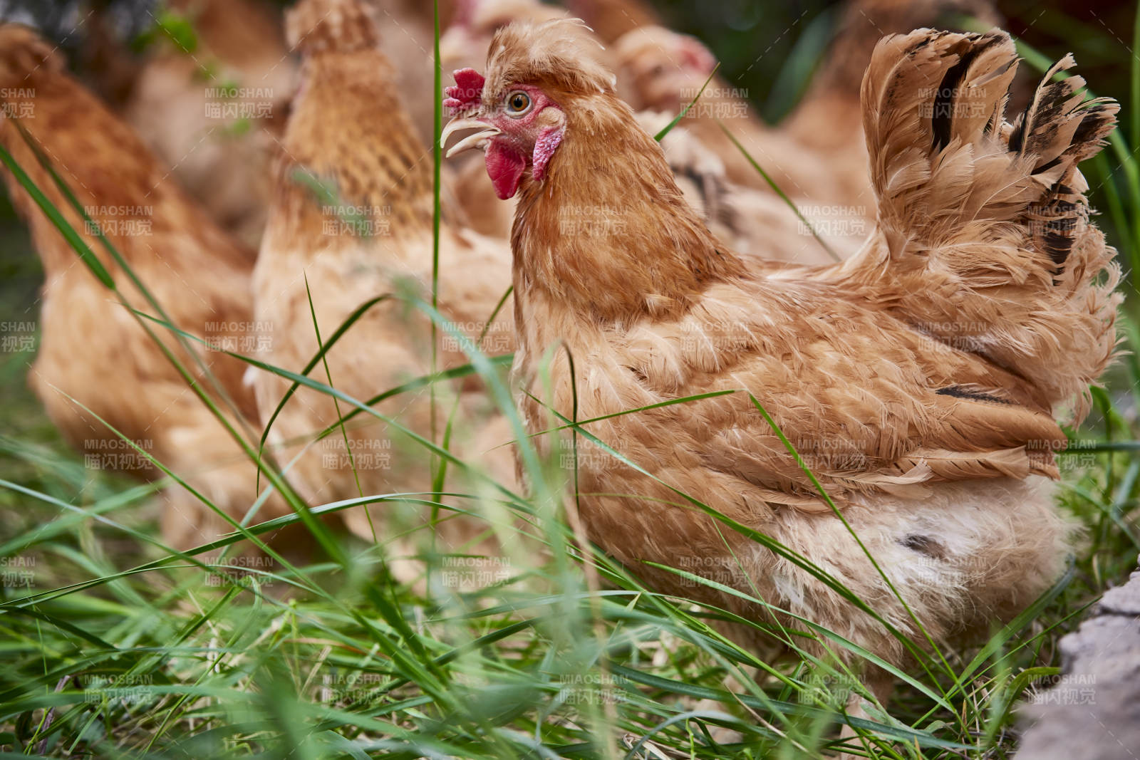 散养状态下散步在草地上的健康北京油鸡