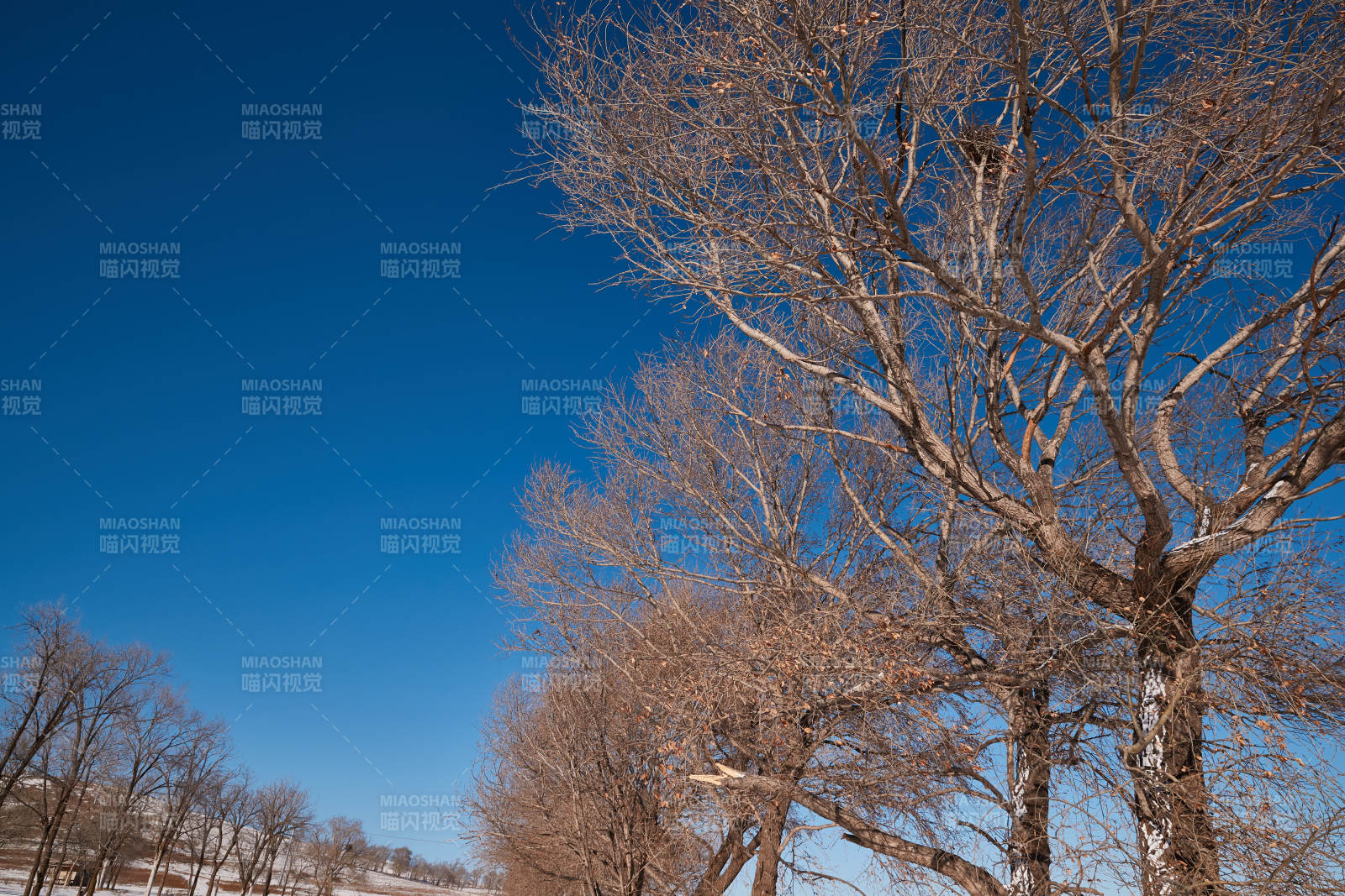 冬季森林自然风景