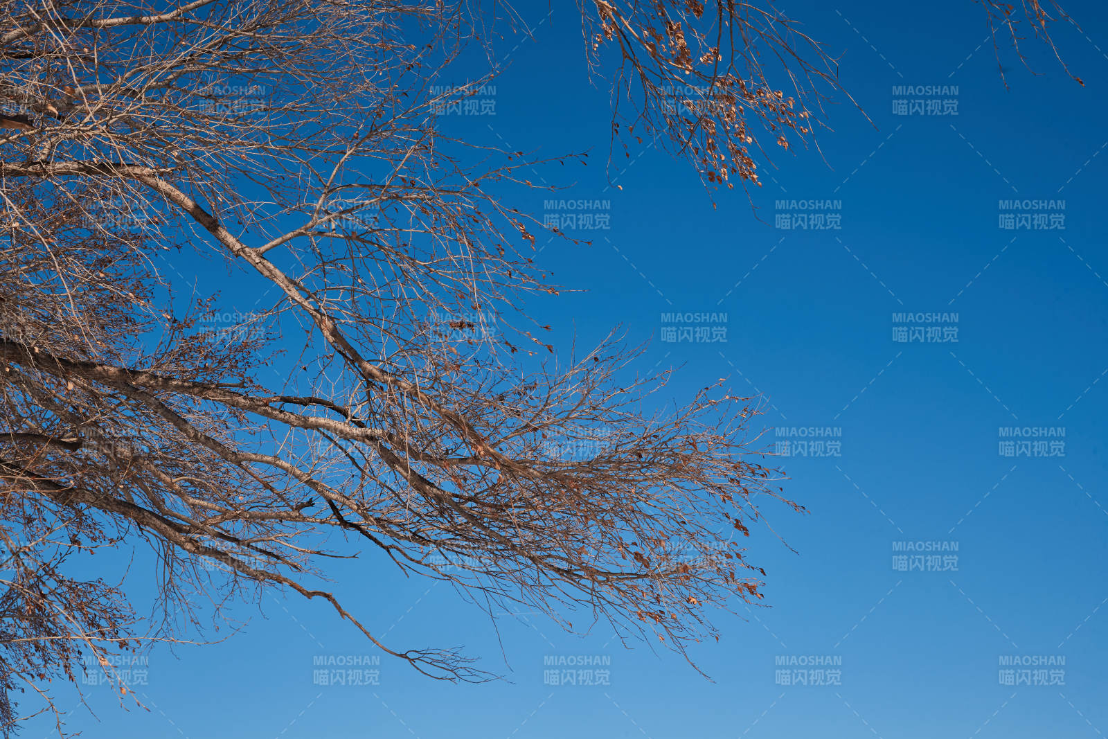 冬季森林自然风景