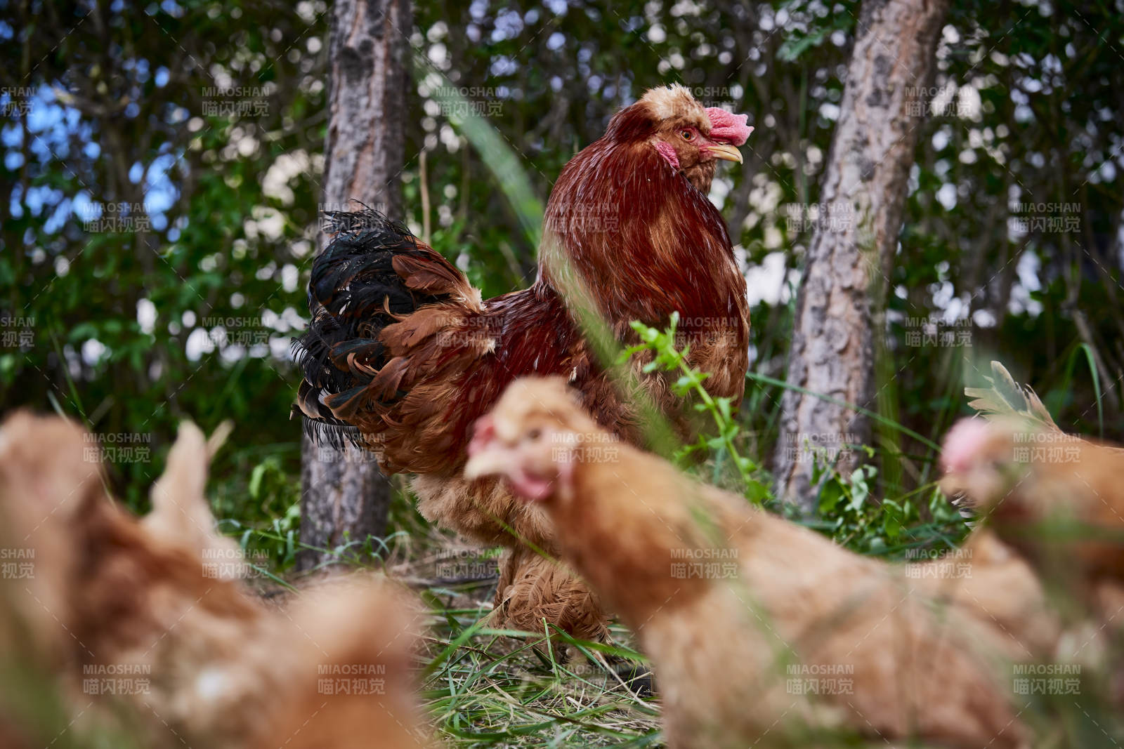 散养状态下散步在草地上的健康北京油鸡