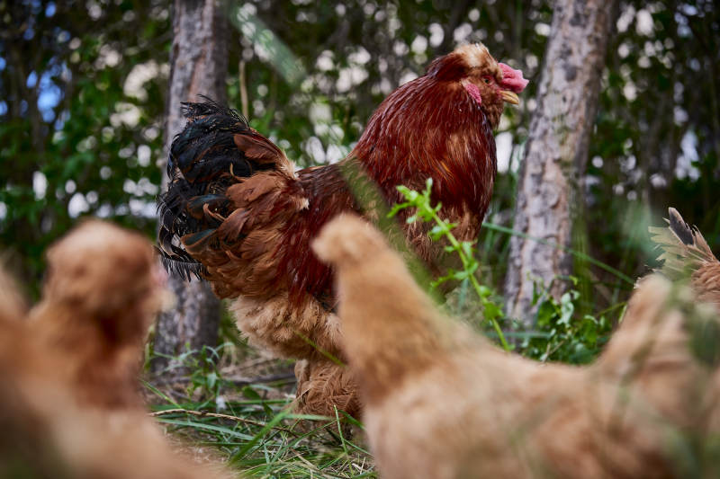 散养状态下散步在草地上的健康北京油鸡
