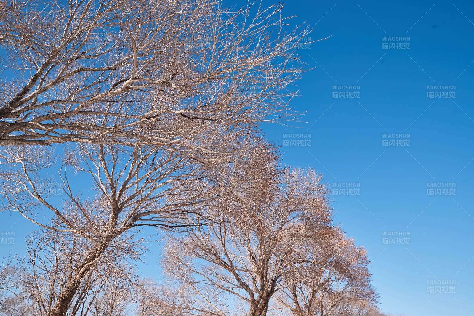 冬季森林自然风景
