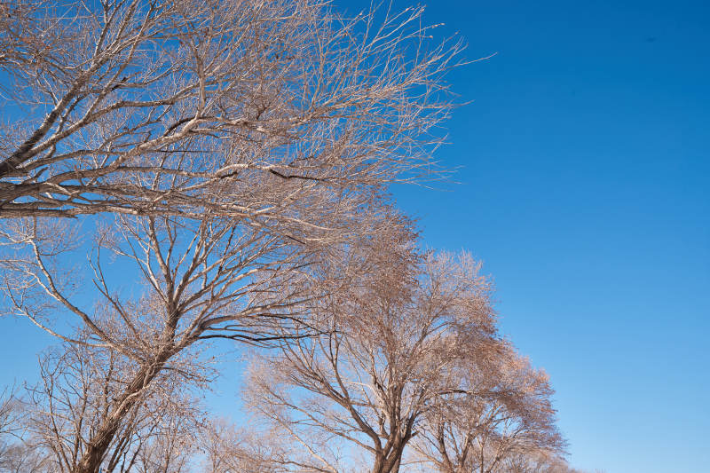 冬季森林自然风景
