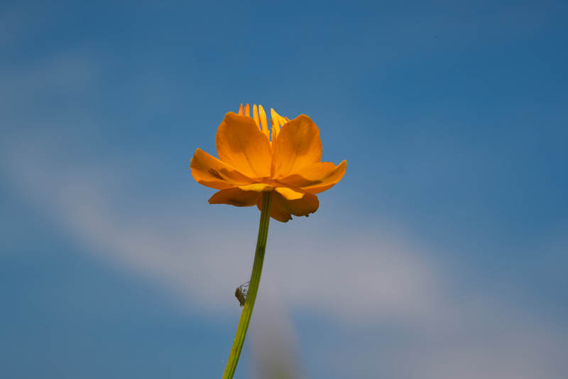 中国河北省张家口沽源县天鹅湖景区湿地金莲花