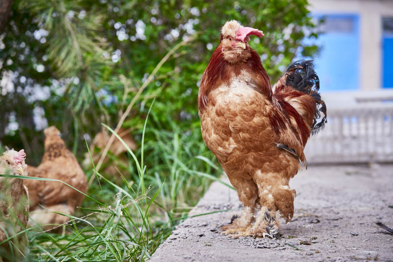 散养状态下散步在草地上的健康北京油鸡