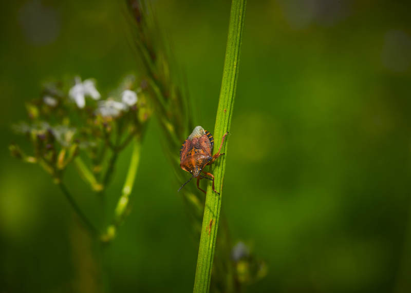 草赶上的昆虫蝽象