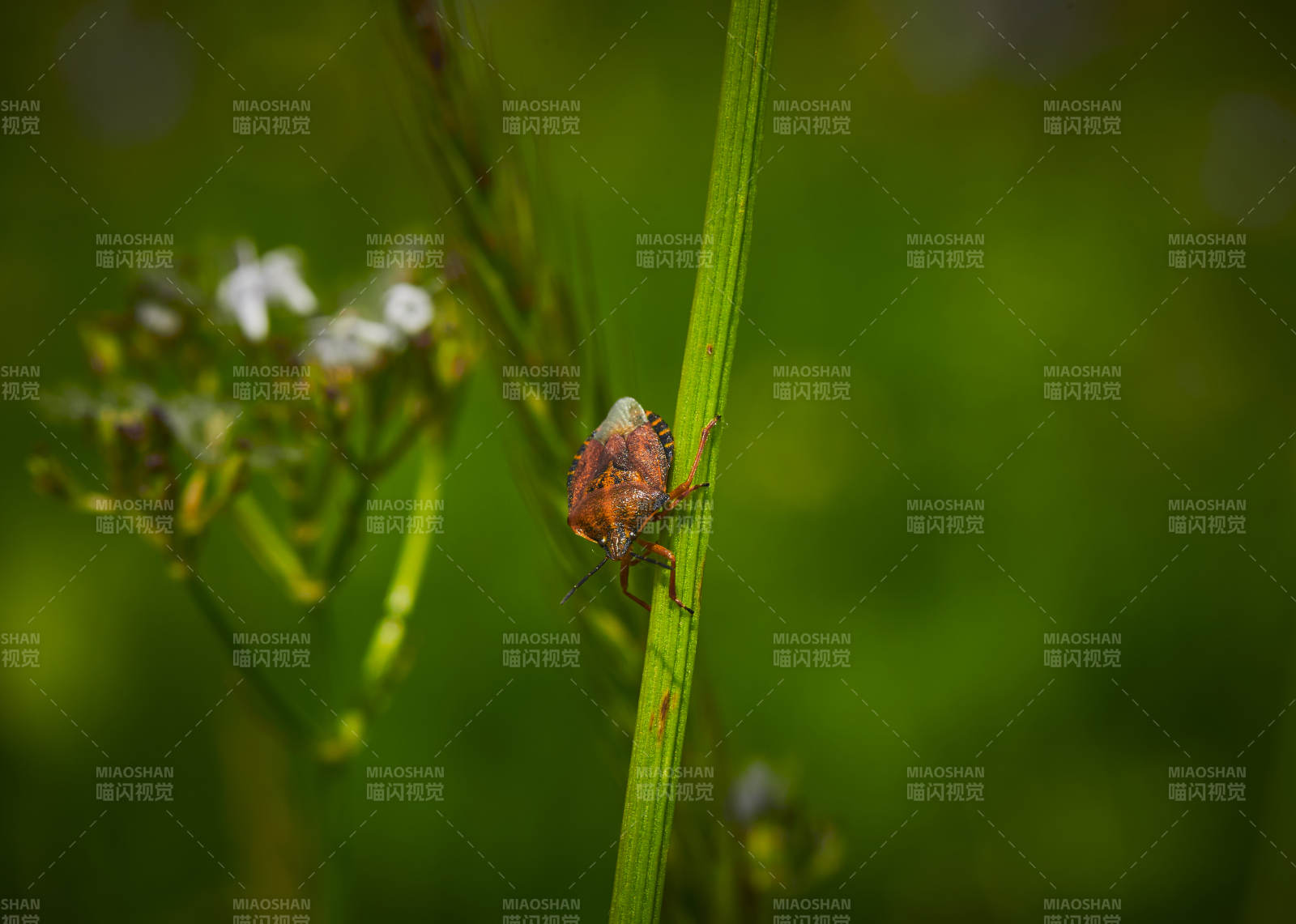 草赶上的昆虫蝽象