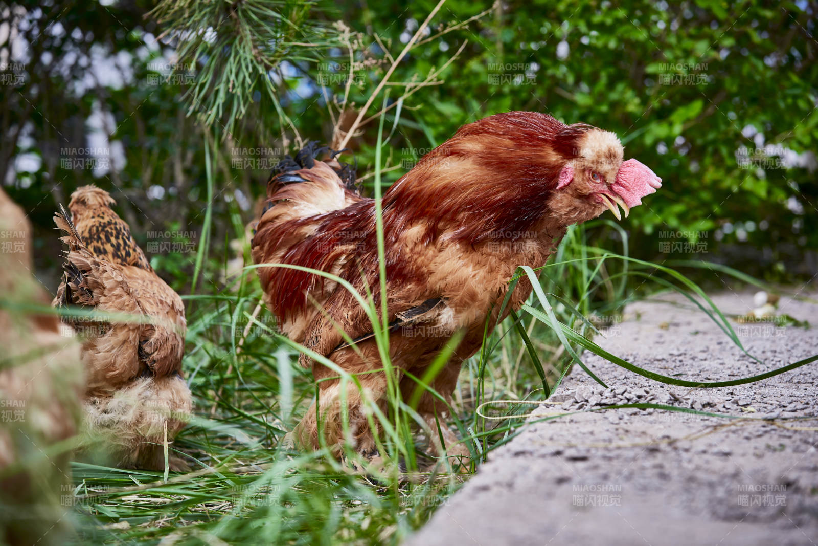 散养状态下散步在草地上的健康北京油鸡