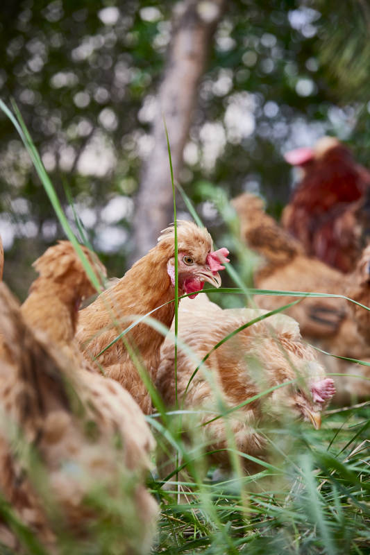 散养状态下散步在草地上的健康北京油鸡