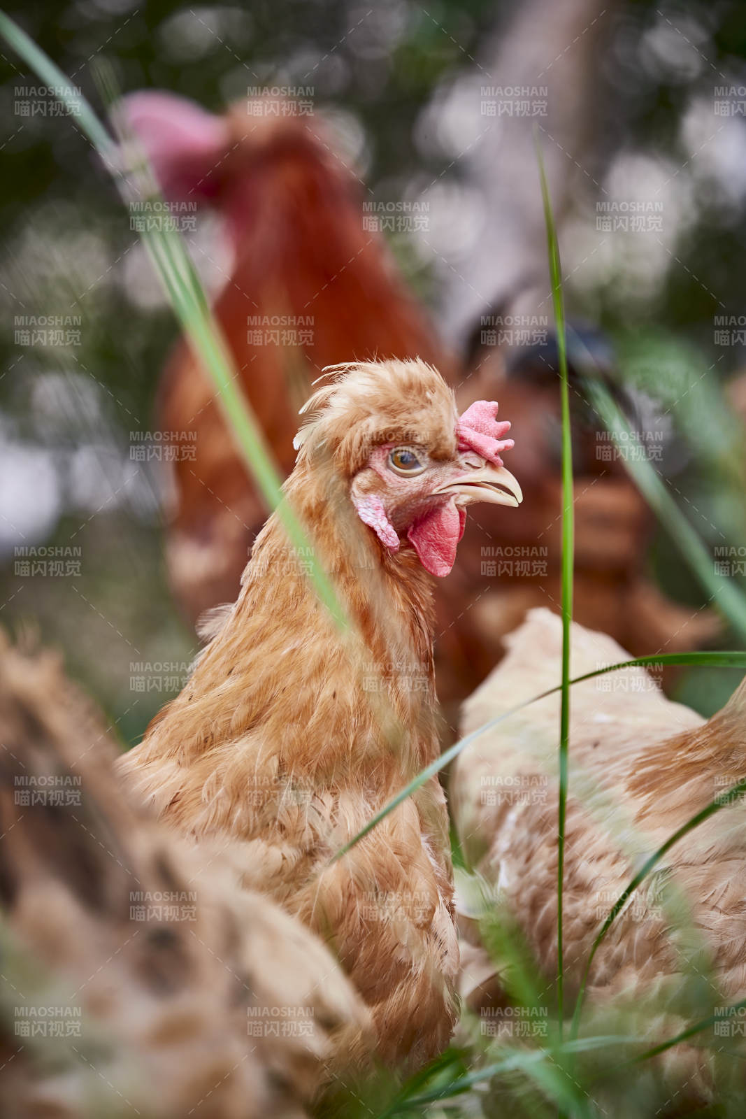 散养状态下散步在草地上的健康北京油鸡