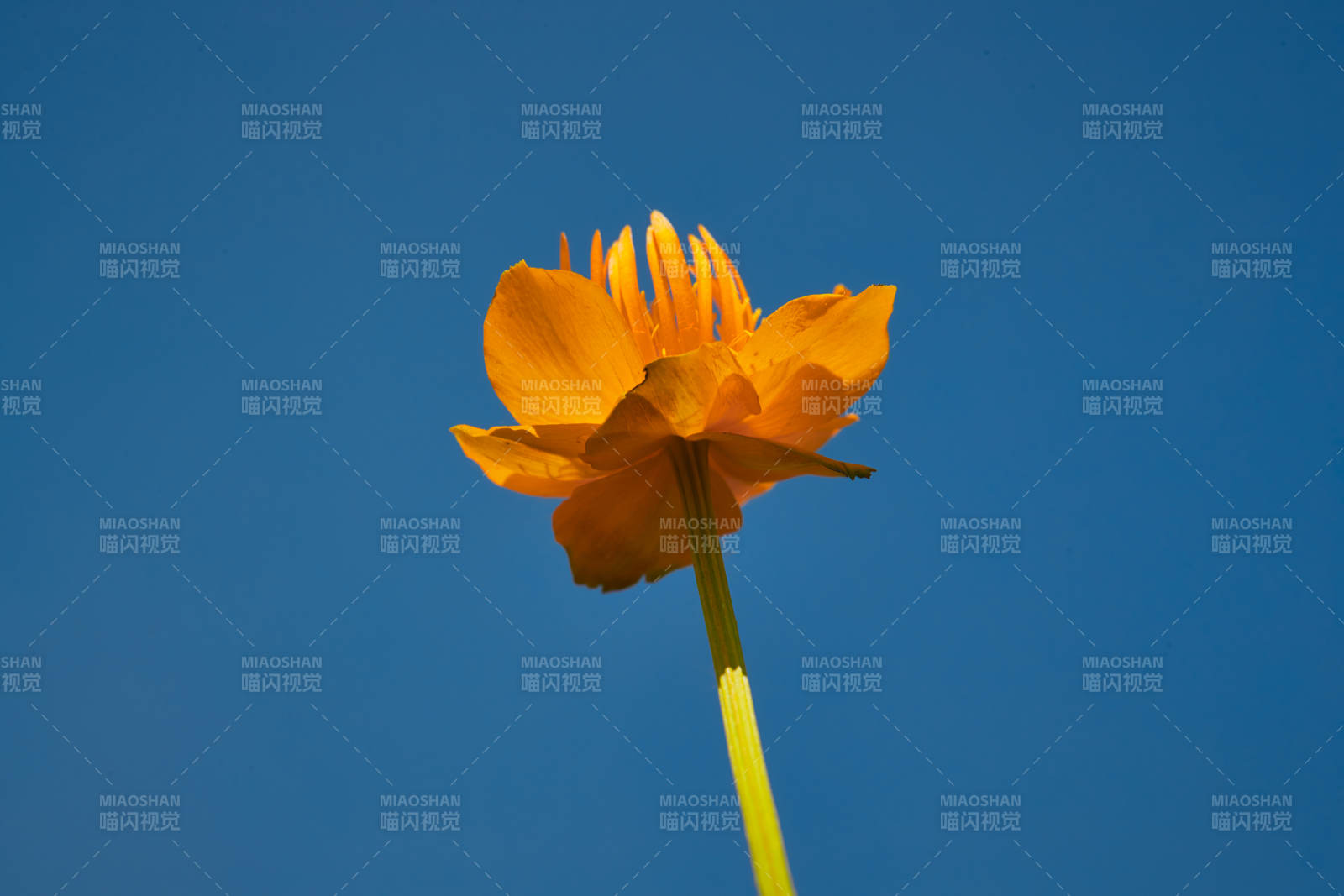 中国河北省张家口沽源县天鹅湖景区湿地金莲花