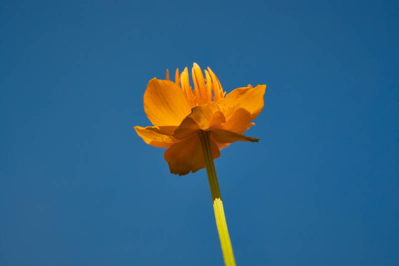 中国河北省张家口沽源县天鹅湖景区湿地金莲花