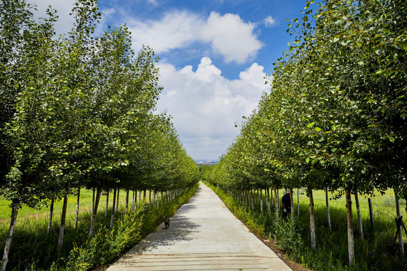 中国河北省张家口地区沽源县天鹅湖景区夏天