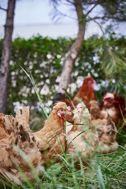 散养状态下散步在草地上的健康北京油鸡
