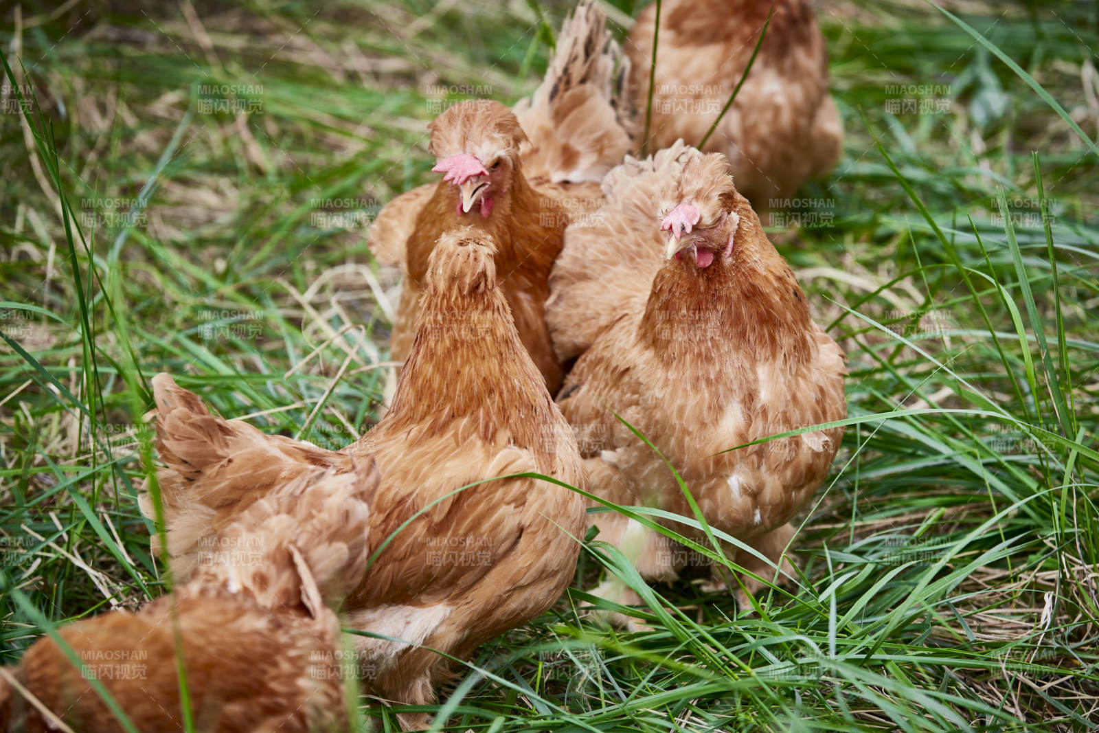 散养状态下散步在草地上的健康北京油鸡