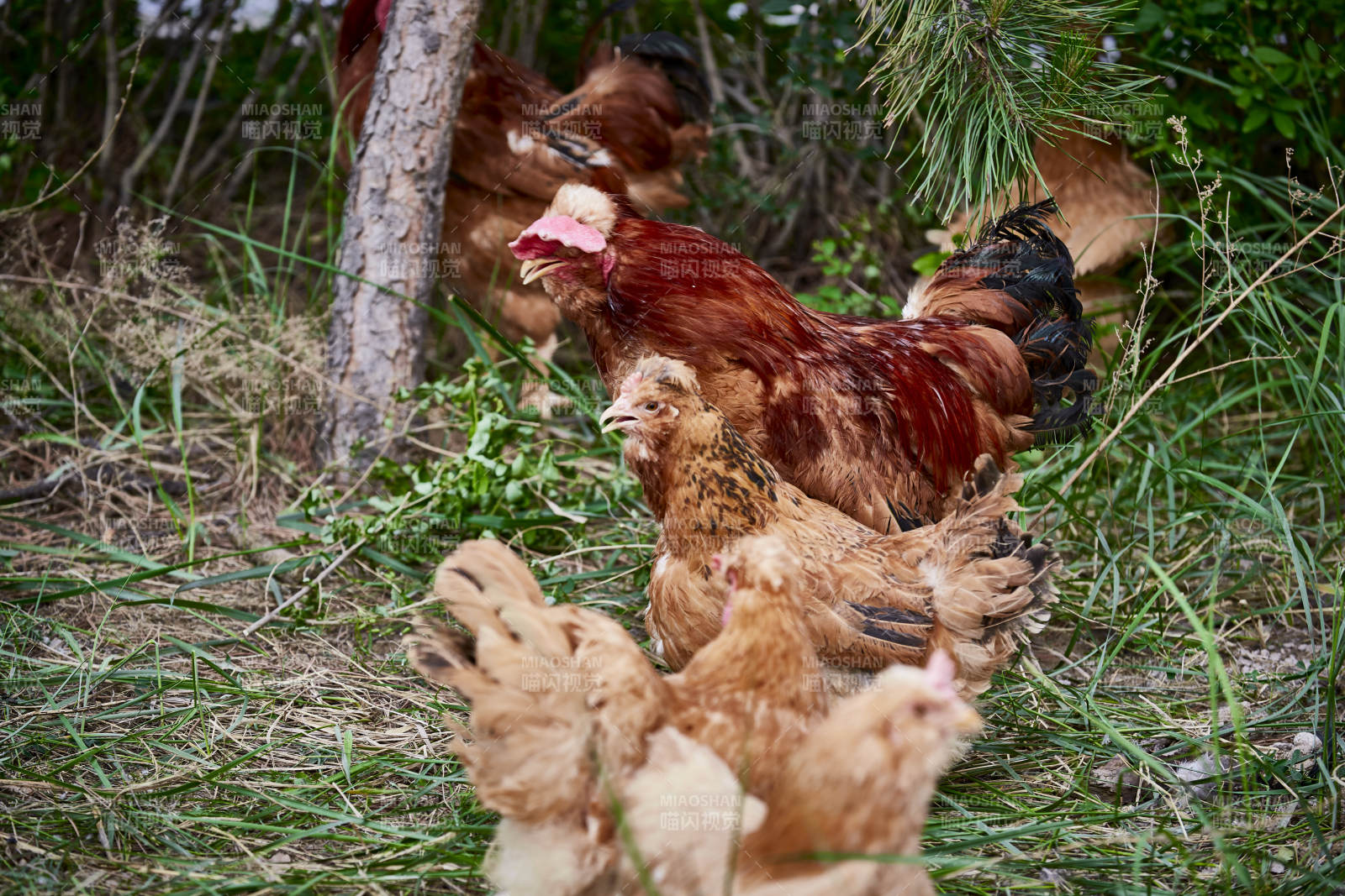 散养状态下散步在草地上的健康北京油鸡