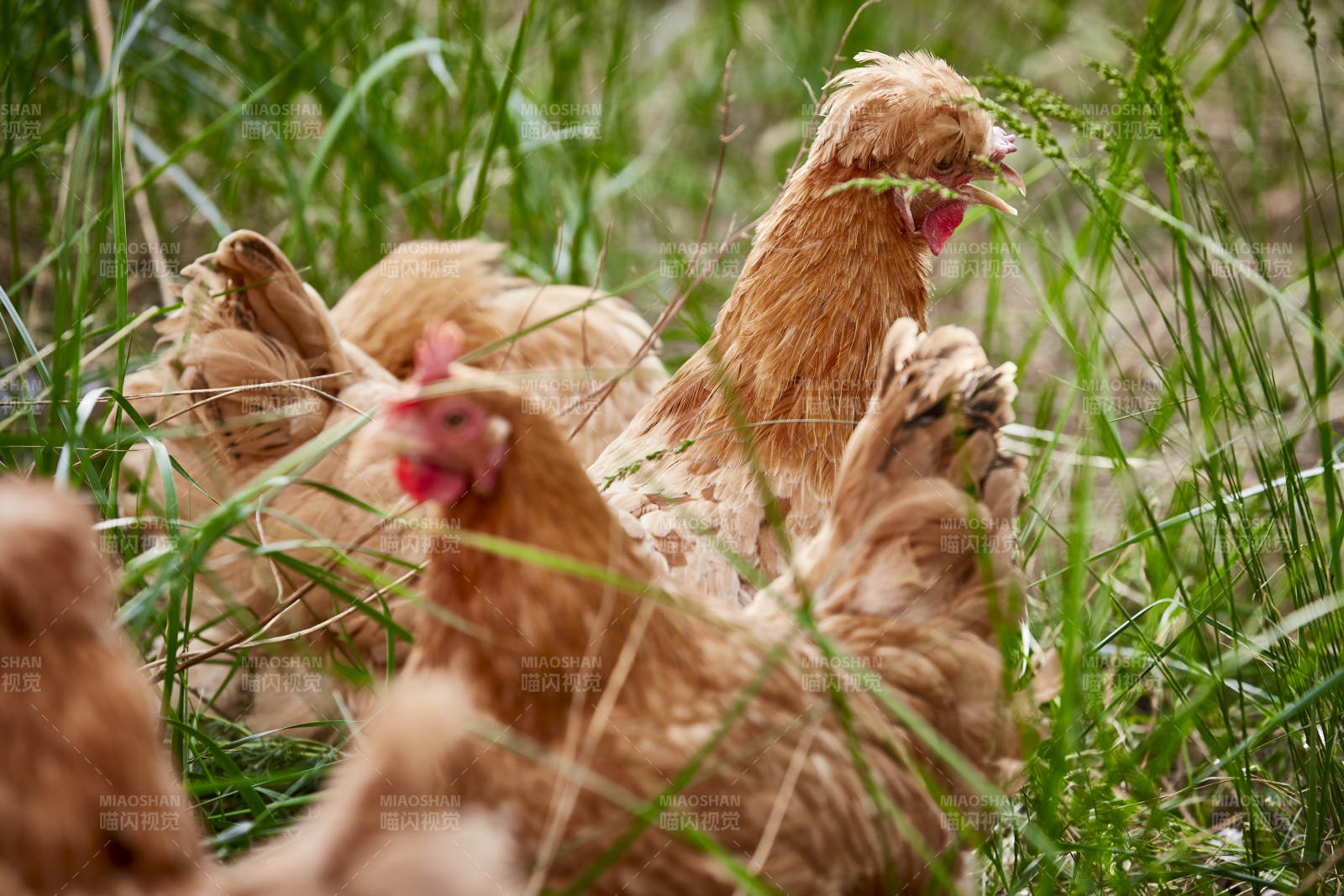 散养状态下散步在草地上的健康北京油鸡
