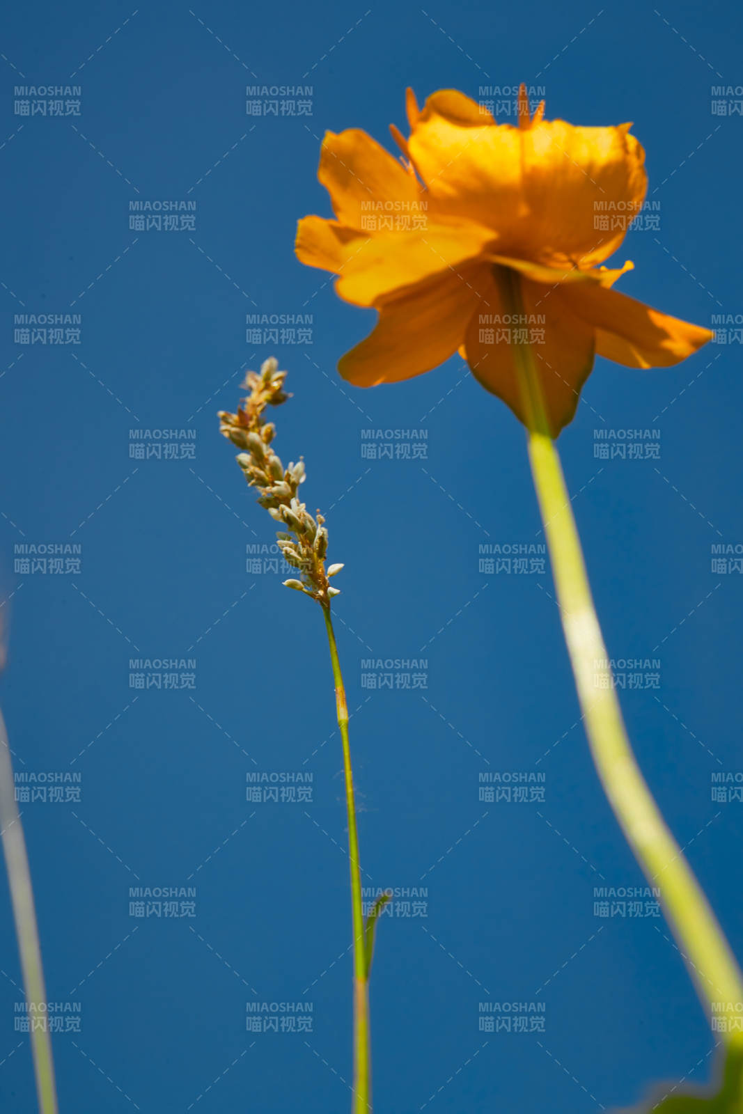 中国河北省张家口沽源县天鹅湖景区湿地金莲花