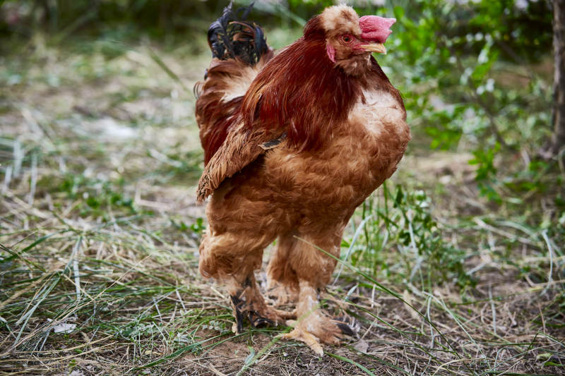 散养状态下散步在草地上的健康北京油鸡